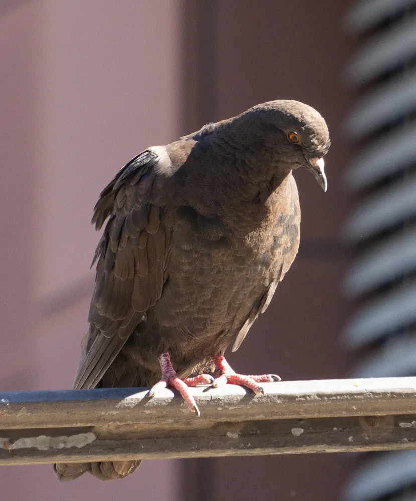A fawn-brown pigeon perched in profile on a stone ledge