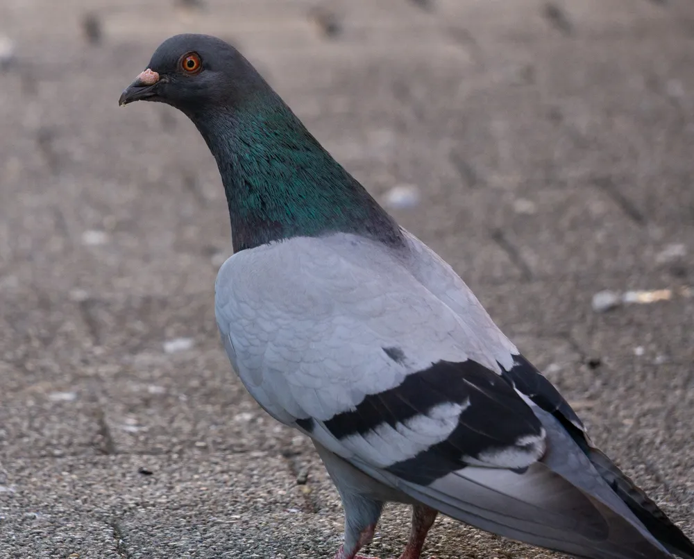 A pigeon in profile on sunlit pavement, its neck shimmering green and violet