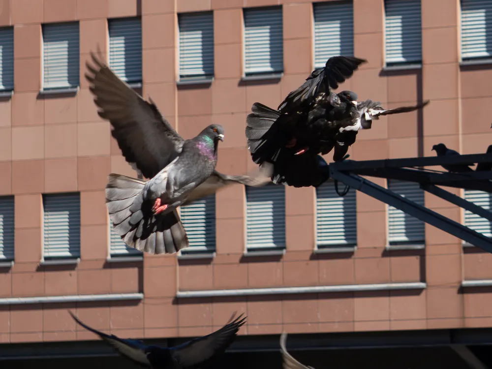 A pigeon in flight past the windows of a brick city building