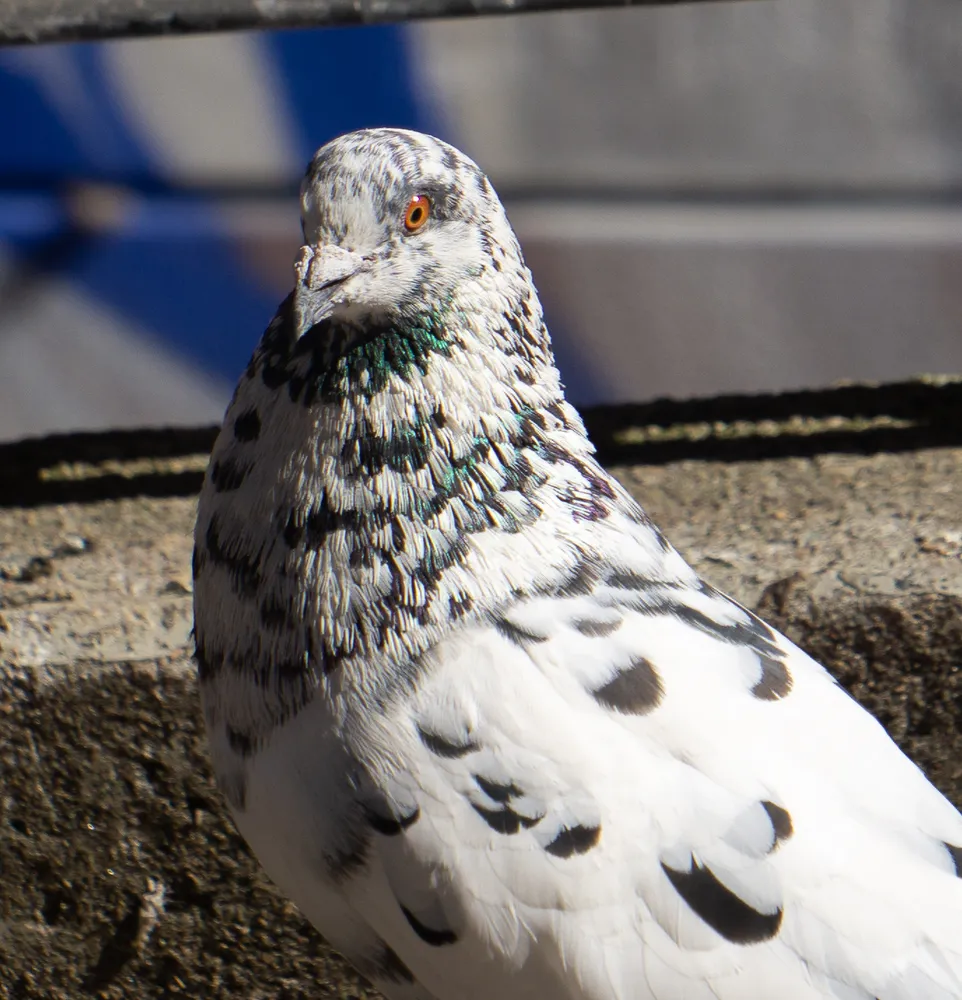 A white pigeon speckled with dark markings resting on a stone ledge