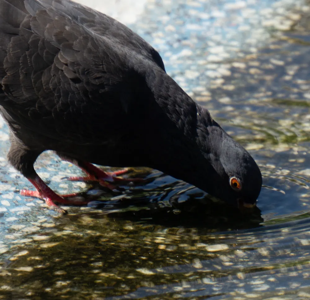 A dark pigeon dipping its head to drink, mirrored in the fountain water