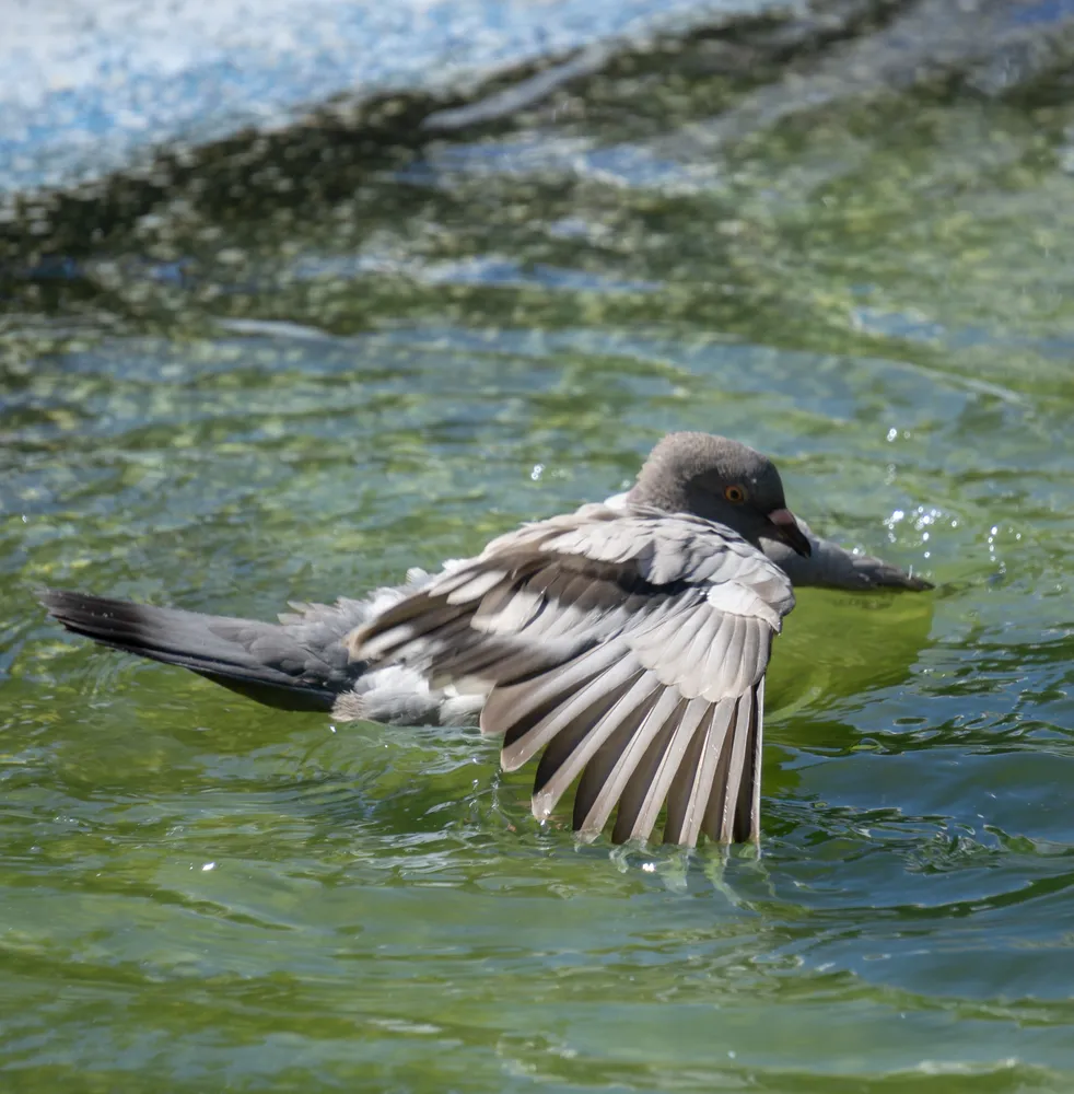 A pigeon bathing in a fountain, one wing flung out through the water