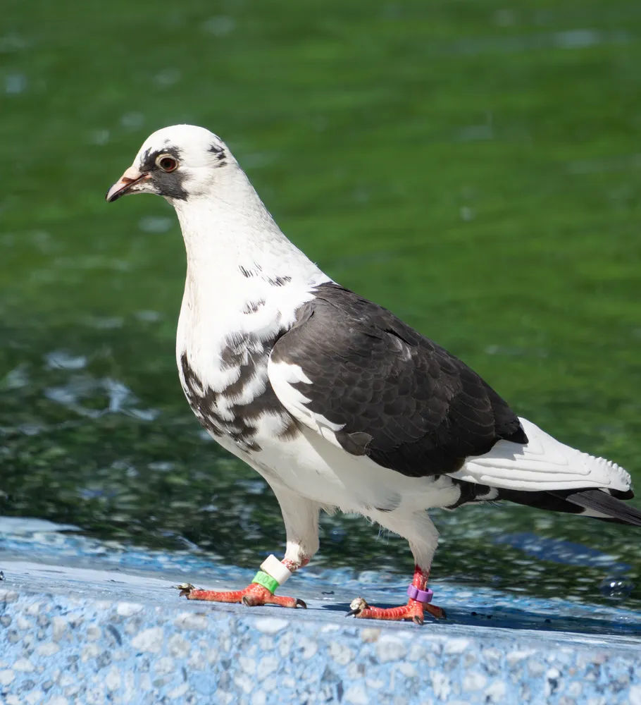 A black-and-white piebald pigeon standing at the edge of a fountain
