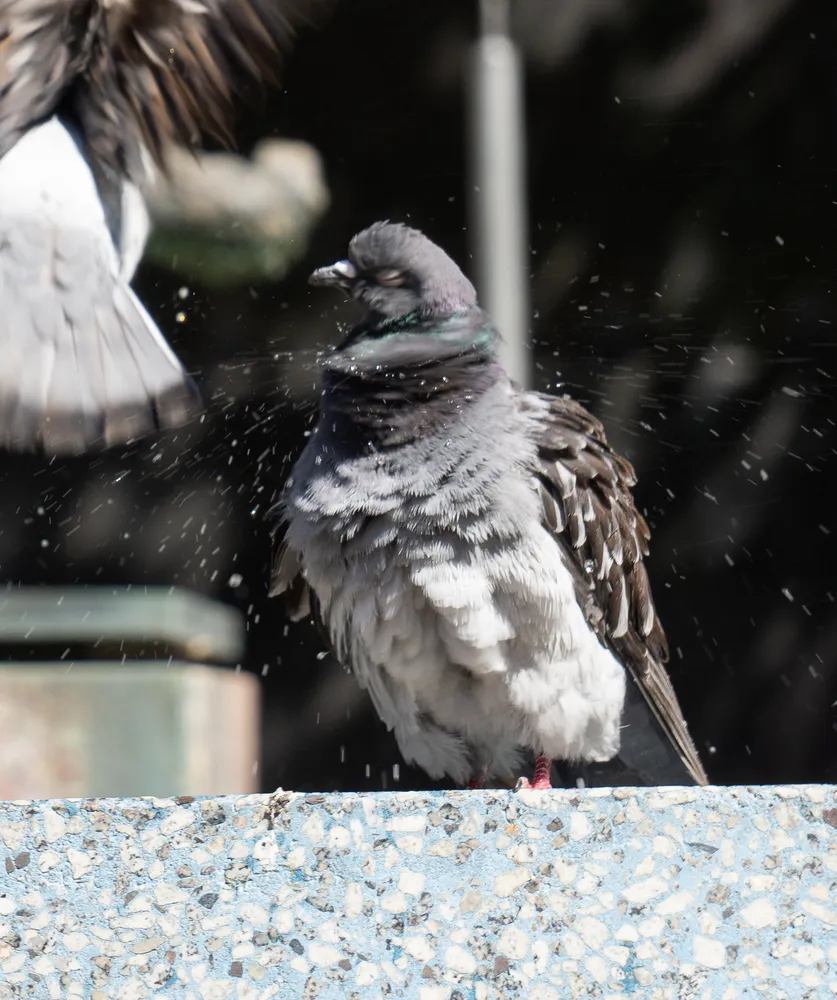 A wet pigeon shaking off water in a spray of backlit droplets
