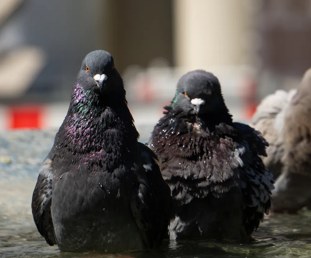 Two pigeons facing each other at a fountain's edge, their necks iridescent