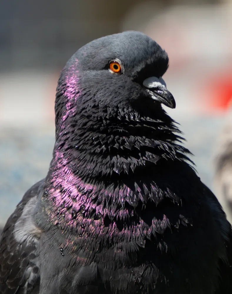 A pigeon facing the camera, its neck glowing magenta and green