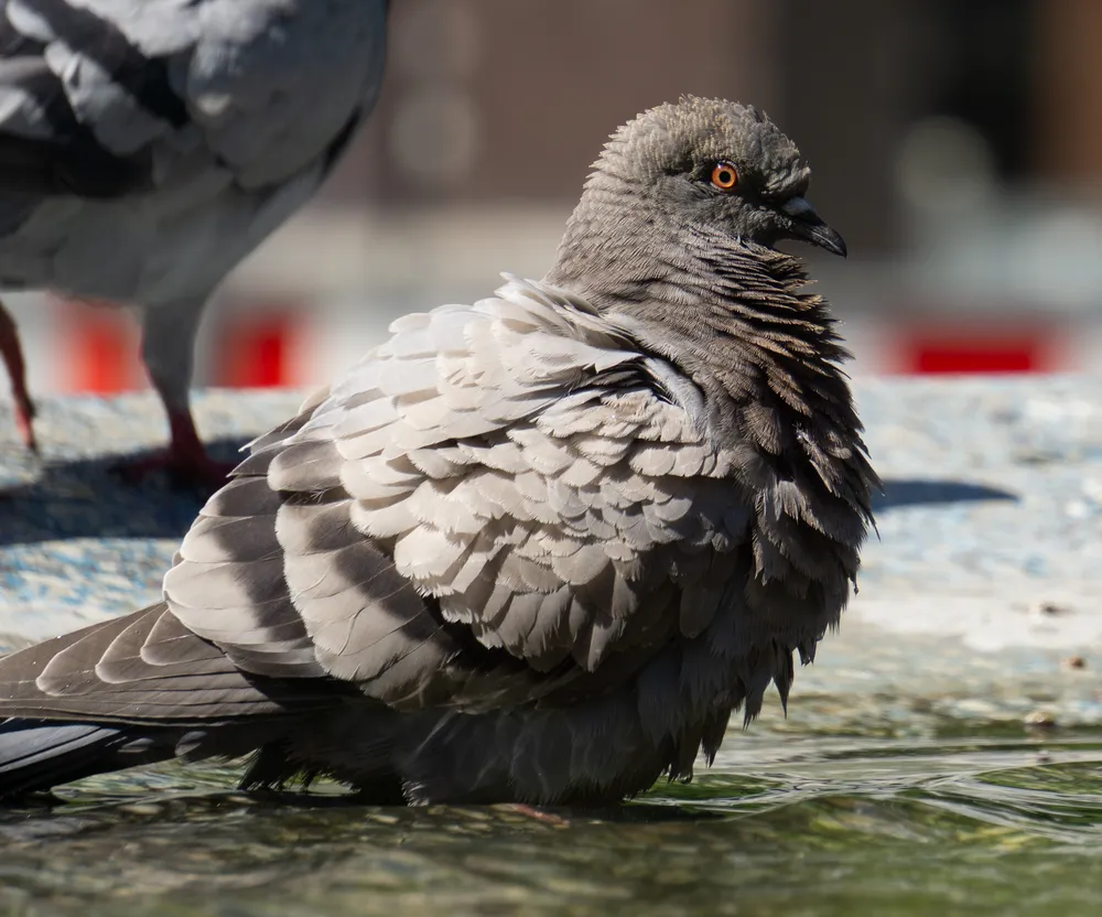 A softly backlit pigeon with fluffed feathers on a sunny plaza