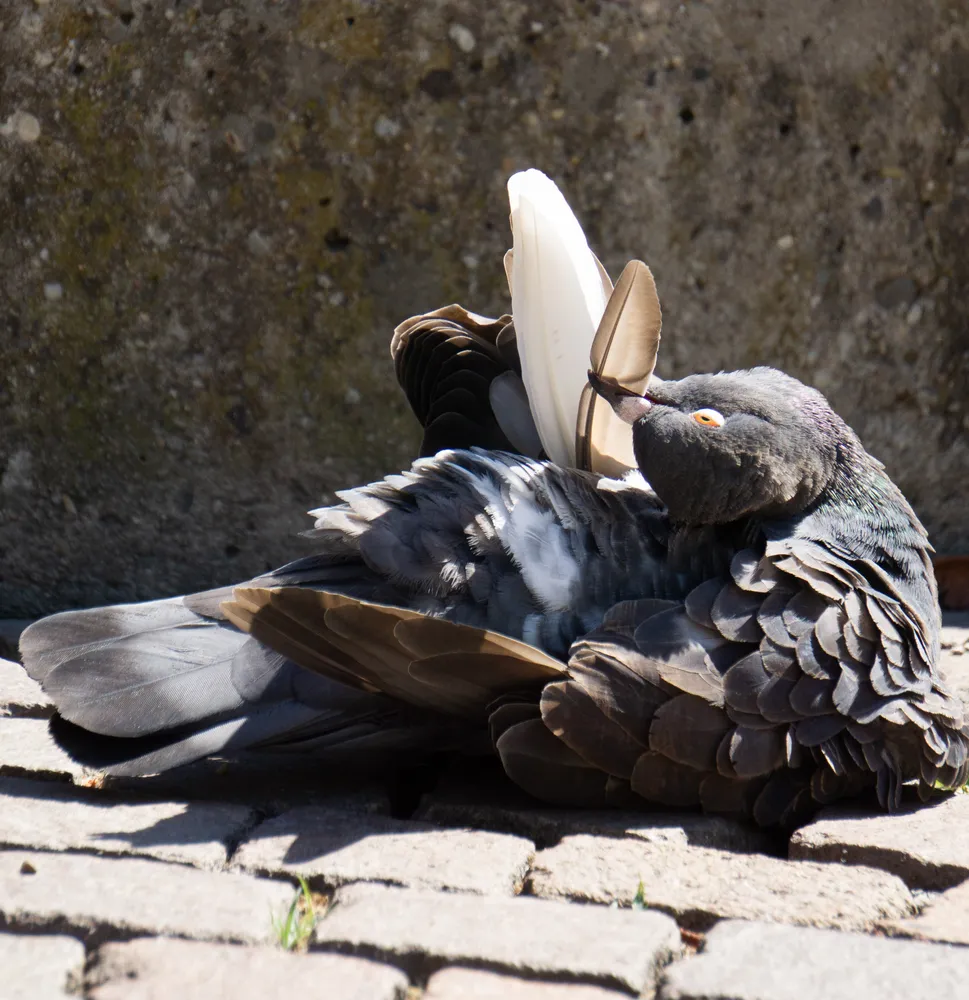 A pigeon sunbathing on cobblestones with one wing raised toward the sun