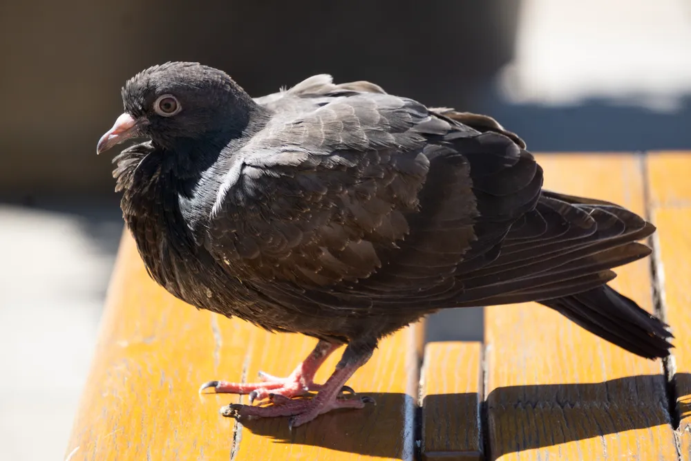 A pigeon perched on a bright yellow bench in the sun